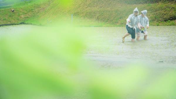 大阪国際大学・大阪国際大学短期大学部の学生が、水田に緑の絨毯を敷く田植えを行いました。