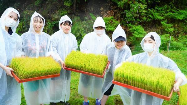 大阪国際大学・大阪国際大学短期大学部の学生が、水田に緑の絨毯を敷く田植えを行いました。