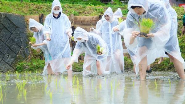 大阪国際大学・大阪国際大学短期大学部の学生が、水田に緑の絨毯を敷く田植えを行いました。