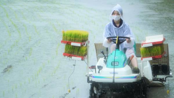 大阪国際大学・大阪国際大学短期大学部の学生が、水田に緑の絨毯を敷く田植えを行いました。