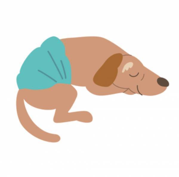 洗い流さないタイプのPETCARE（ペットケア）ドライシャンプー＆スキンケア