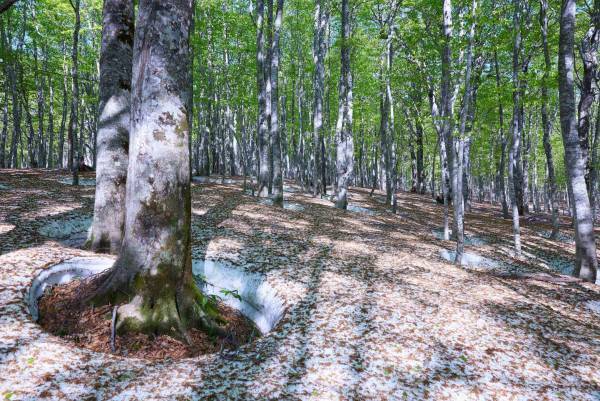 【奥入瀬渓流ホテル】約1ヵ月しか見られない絶景の中で、感動的な朝を迎える「絶景根びらき朝活」新登場｜開催期間：2023年5月8日～21日