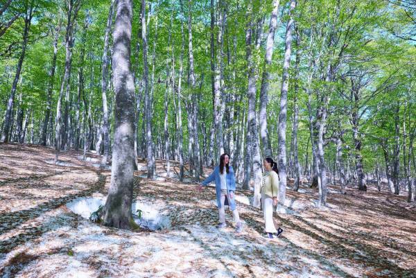 【奥入瀬渓流ホテル】約1ヵ月しか見られない絶景の中で、感動的な朝を迎える「絶景根びらき朝活」新登場｜開催期間：2023年5月8日～21日