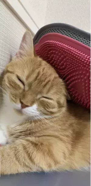 トロ顔猫ちゃんがSNSで人気。かわいいトロ顔にみんな癒やされる・・・　森のトンネル「猫舌とろん2wayグローブ」2月10日（金）発売