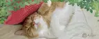 トロ顔猫ちゃんがSNSで人気。かわいいトロ顔にみんな癒やされる・・・　森のトンネル「猫舌とろん2wayグローブ」2月10日（金）発売
