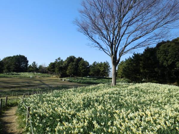 【葛西臨海公園】圧巻！20万輪のスイセンと太陽光イルミで 春の訪れを感じる「花と光のムーブメント」開催　<2月3日（金）～3月5日（日）>