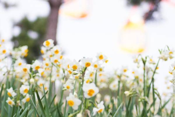 【葛西臨海公園】圧巻！20万輪のスイセンと太陽光イルミで 春の訪れを感じる「花と光のムーブメント」開催　<2月3日（金）～3月5日（日）>