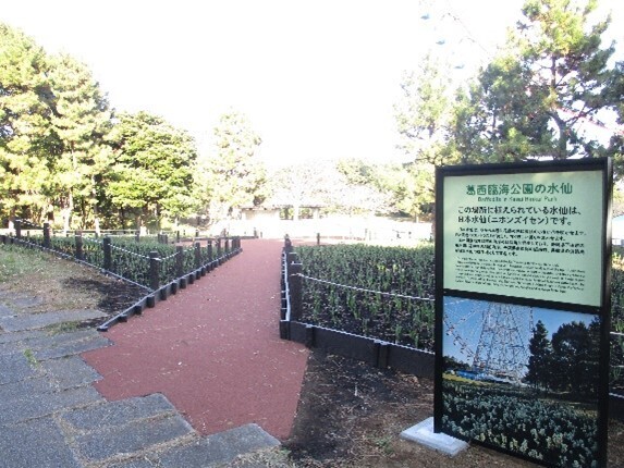 【葛西臨海公園】圧巻！20万輪のスイセンと太陽光イルミで 春の訪れを感じる「花と光のムーブメント」開催　<2月3日（金）～3月5日（日）>