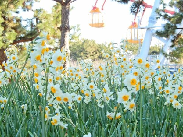 【葛西臨海公園】圧巻！20万輪のスイセンと太陽光イルミで 春の訪れを感じる「花と光のムーブメント」開催　&lt;2月3日（金）～3月5日（日）&gt;