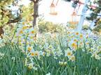 【葛西臨海公園】圧巻！20万輪のスイセンと太陽光イルミで 春の訪れを感じる「花と光のムーブメント」開催　<2月3日（金）～3月5日（日）>