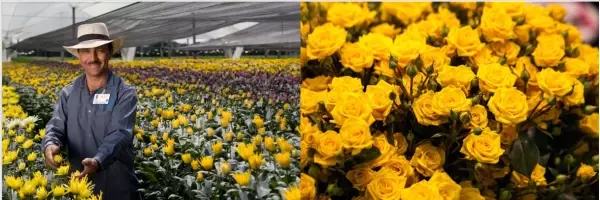 世界最大級の花の見本市 in Colombia  ４年ぶりにリアル開催！