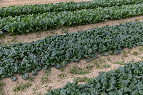 【宮城県・一の坊リゾート】安心、高品質な食材を求めて「Meet-Up TOHOKU ソト活 一の坊™️」仙台市若林区にある山田農園さんを訪ねました