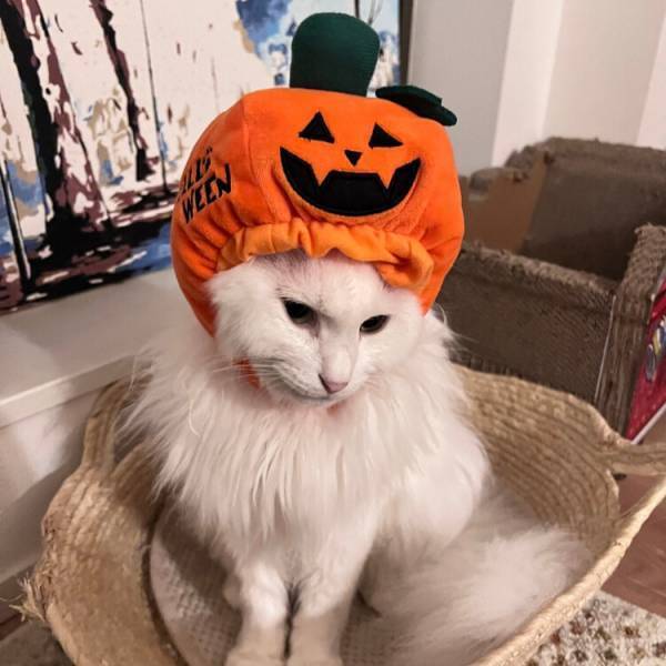 ハロウィン商品第２弾！ コスチュームやカチューシャで パーティーの準備もばっちり！