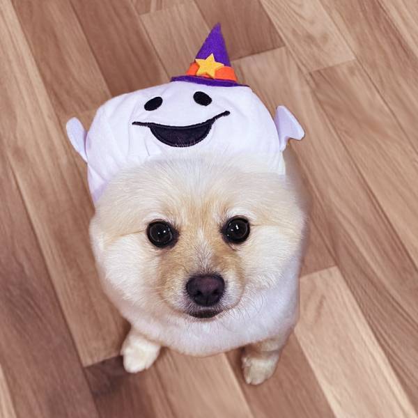 ハロウィン商品第２弾！ コスチュームやカチューシャで パーティーの準備もばっちり！