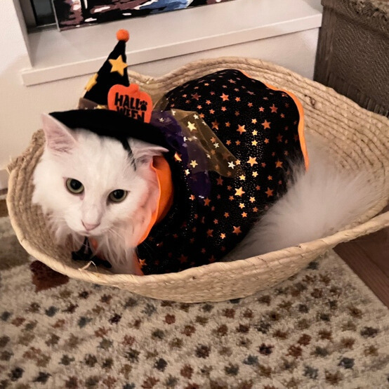 ハロウィン商品第２弾！ コスチュームやカチューシャで パーティーの準備もばっちり！