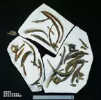 【倉敷芸術科学大学】少年時代に発見した化石、時を超え40年後に自ら研究
