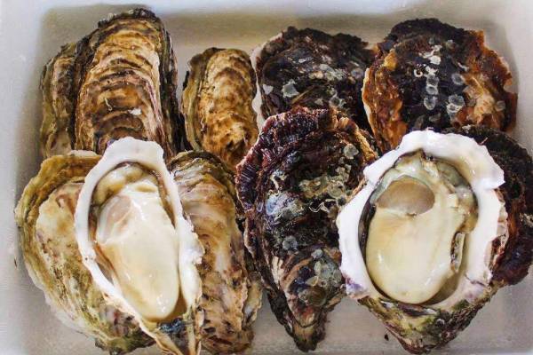 ＼全品ポイント10倍／たびふく感謝祭4/21(金)朝10時開始！【旅する久世福e商店】