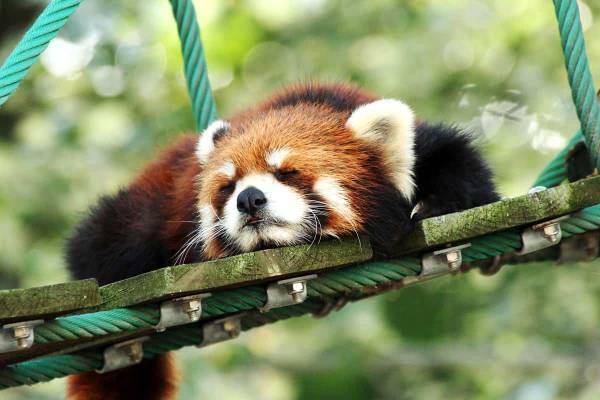 【OMO7旭川】動物の鼻を付けたOMOレンジャーが35種類の動物鼻パネルで伝授「お鼻見の話をする！？旭山動物園講座」開催 ～鼻押しボタンを使用したクイズも開催～｜期間：2023年4月1日～5月31日