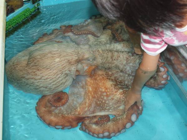 越前松島水族館　　展示施設 「みずだこ館」 2024年3月オープン