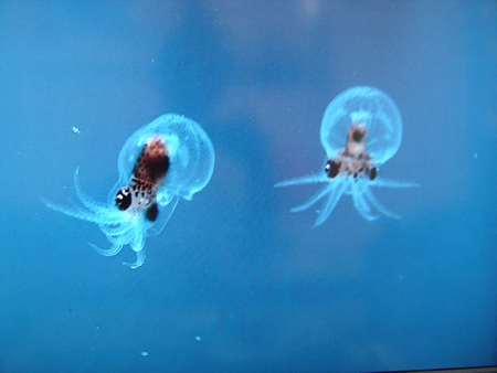 越前松島水族館　　展示施設 「みずだこ館」 2024年3月オープン