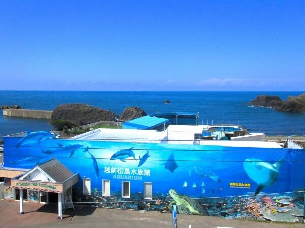 越前松島水族館　　展示施設 「みずだこ館」 2024年3月オープン
