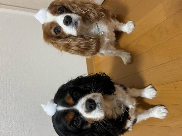 PETCARE（ペットケア）ドライシャンプー＆スキンケア、インターペット2023で一般販売開始！