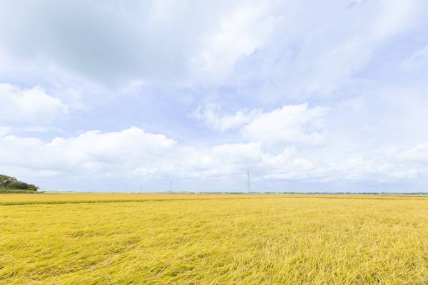 【宮城県・一の坊リゾート】安心、高品質な食材を求めて「Meet-Up TOHOKU ソト活 一の坊™️」“忠義さんのササニシキ”新米収穫の現場を訪ねました