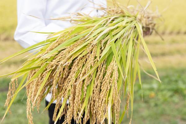 【宮城県・一の坊リゾート】安心、高品質な食材を求めて「Meet-Up TOHOKU ソト活 一の坊™️」“忠義さんのササニシキ”新米収穫の現場を訪ねました