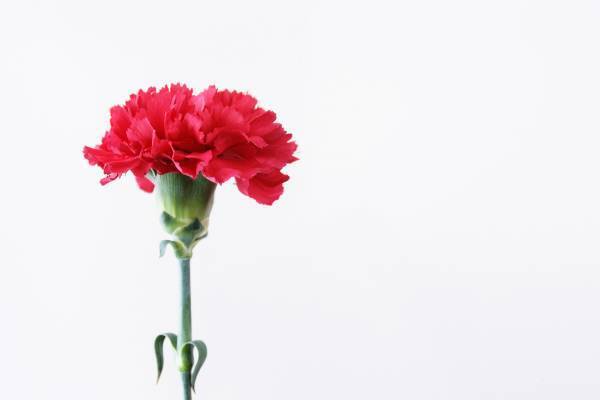 「Auberge フレンチの森」大切なお母さんに日頃の感謝の気持ちを伝える 期間限定『Mothers Day Lunch Plan』5月1日より販売開始