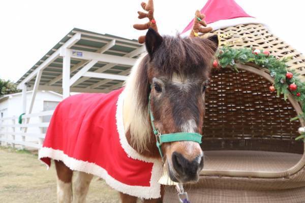 ～今年のクリスマスはご家族で素敵な思い出を～ 淡路島で過ごす『のじまスコーラ クリスマスイベント』12月より開催！