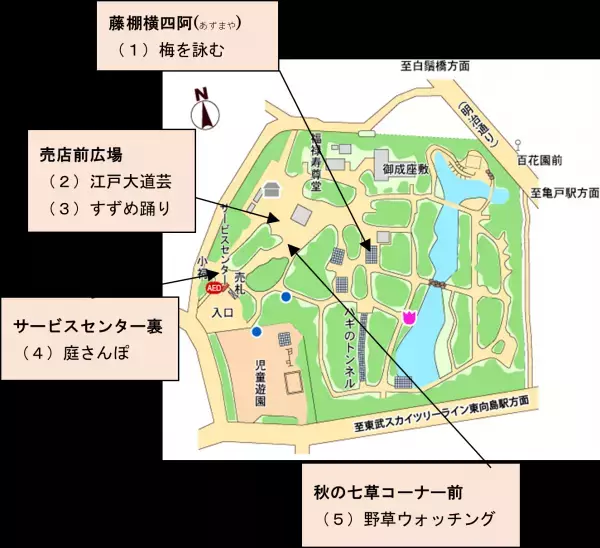 ついに梅が見ごろになりました！向島百花園「梅まつり」3月5日（日）まで開催中！