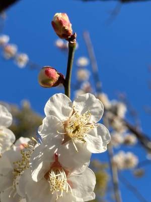 ついに梅が見ごろになりました！向島百花園「梅まつり」3月5日（日）まで開催中！