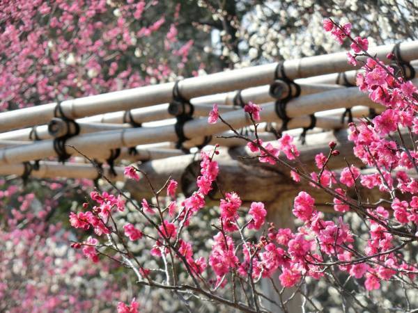 ついに梅が見ごろになりました！向島百花園「梅まつり」3月5日（日）まで開催中！