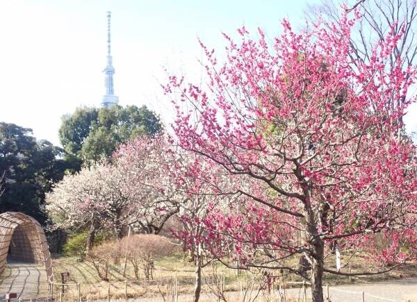 ついに梅が見ごろになりました！向島百花園「梅まつり」3月5日（日）まで開催中！