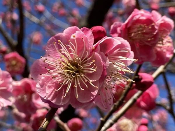 ついに梅が見ごろになりました！向島百花園「梅まつり」3月5日（日）まで開催中！