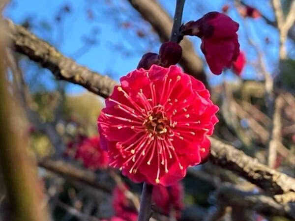ついに梅が見ごろになりました！向島百花園「梅まつり」3月5日（日）まで開催中！