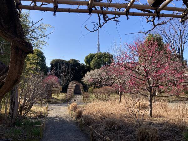 ついに梅が見ごろになりました！向島百花園「梅まつり」3月5日（日）まで開催中！