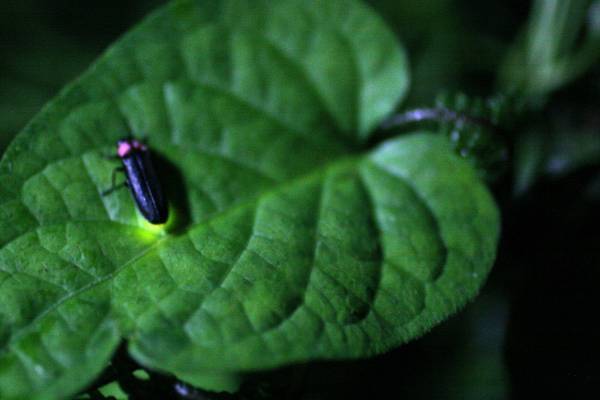 【 第21回 ほたる観賞の夕べ 開催 】伊豆半島・天城山脈のふもと、わさび田に舞い、水面に映る幻想的なほたる火