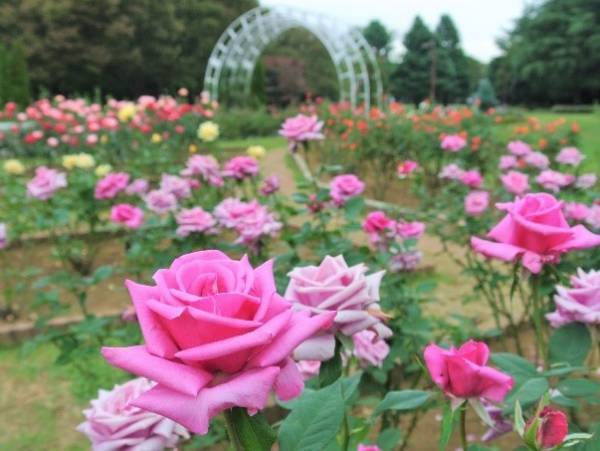 10/28(土)～【代々木公園】「秋のバラフェスタ」開催！ 野外シネマも登場！