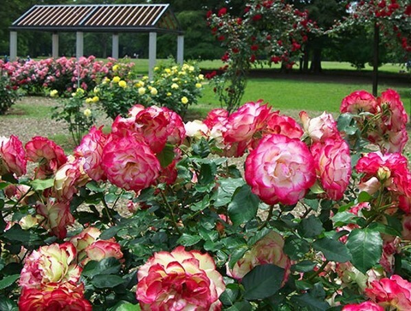 10/28(土)～【代々木公園】「秋のバラフェスタ」開催！ 野外シネマも登場！