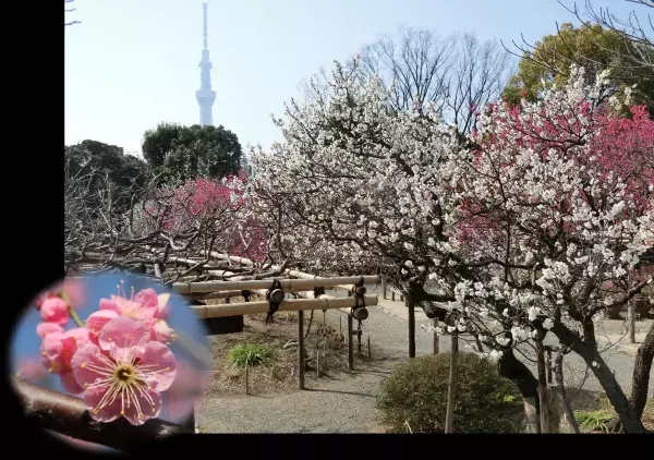2/10～3/3【向島百花園】「梅まつり」開催