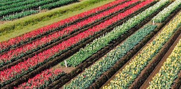 【フラワーレスキュー＆花農家さん支援】球根栽培用チューリップの花摘み体験に参加しませんか？〈開催地：富山県高岡市〉