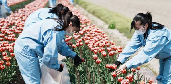 【フラワーレスキュー＆花農家さん支援】球根栽培用チューリップの花摘み体験に参加しませんか？〈開催地：富山県高岡市〉