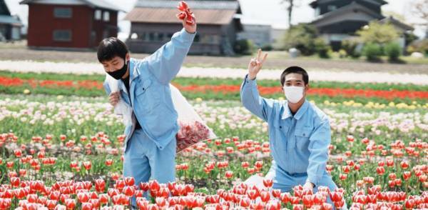 【フラワーレスキュー＆花農家さん支援】球根栽培用チューリップの花摘み体験に参加しませんか？〈開催地：富山県高岡市〉