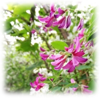 【向島百花園】伝統行事「虫ききの会」「月見の会」「萩まつり」を開催します（8/24～10/1）