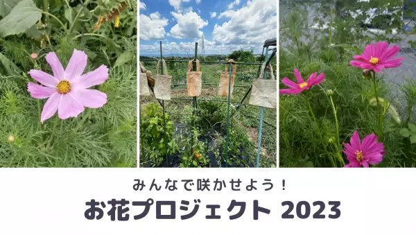 もうすぐ秋分の日！夏のヒマワリから秋のコスモスへ 日本全国100か所以上でお花いっぱいのリレープロジェクト開催中
