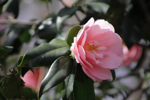 神代植物公園　「早春の催し」２月上旬頃～４月上旬開催！