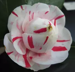 神代植物公園　「早春の催し」２月上旬頃～４月上旬開催！