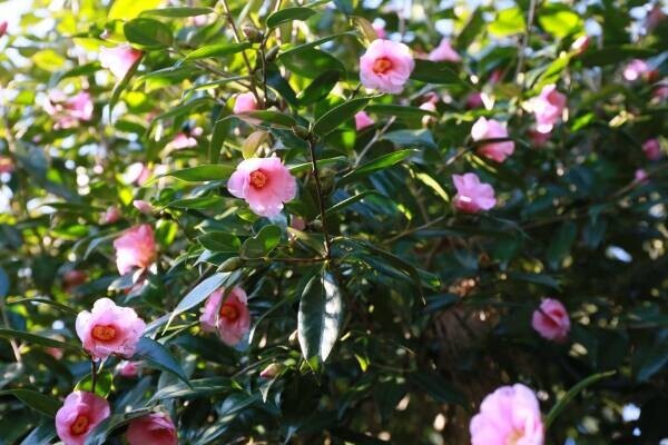 神代植物公園　「早春の催し」２月上旬頃～４月上旬開催！