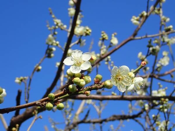 神代植物公園　「早春の催し」２月上旬頃～４月上旬開催！